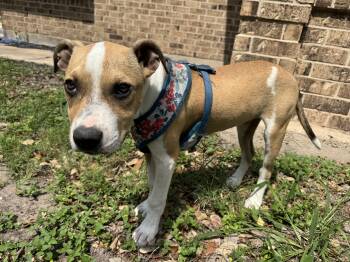 Rescue Pit Bull Terrier and Jack Russell Terrier Dogs for Adoption in Harlingen, Texas - Pretzel | PetCurious