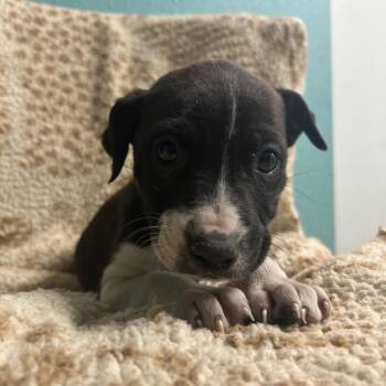Mixed Breed Dogs Available for Adoption - Truffles | PetCurious