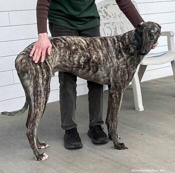 Nev -  Greyhound Dog for Adoption in Woodinville, Washington - Nev | PetCurious