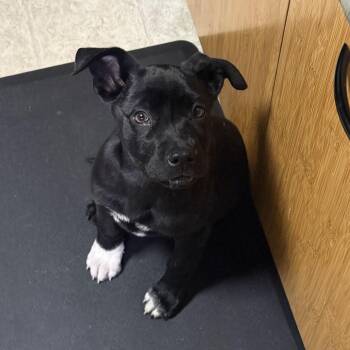 Labrador Retriever Dogs Available for Adoption - Shane (Heated Rivalry Litter) | PetCurious