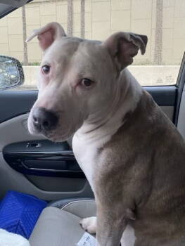 Rescue Terrier Dogs for Adoption in Sanford, Florida - Catniss *FH* | PetCurious