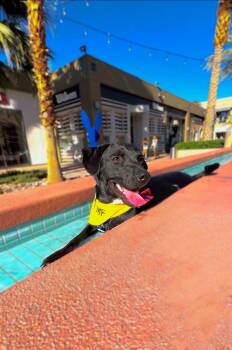 Labrador Retriever and Chihuahua Dogs Available for Adoption in Santa Monica, California - Cash | PetCurious