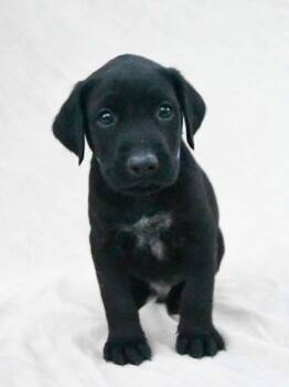 Rescue Labrador Retriever and Mixed Breed Dogs for Adoption in Morton Grove, Illinois - Leo | PetCurious
