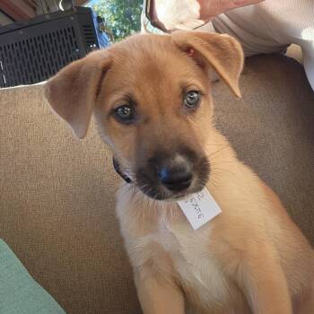 Libby -  Australian Shepherd and Mixed Breed Dog for Adoption in Shorewood, Illinois - Libby | PetCurious
