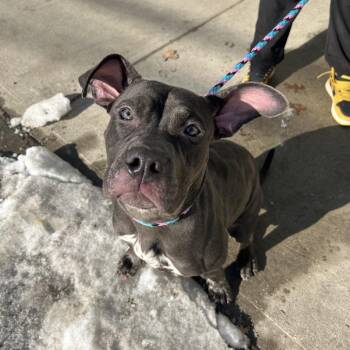 Mixed Breed Dogs Available for Adoption - Mumu | PetCurious