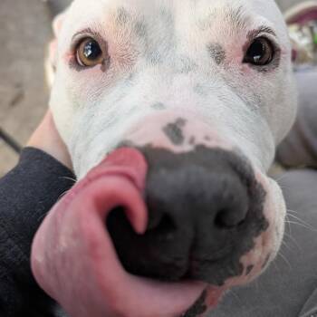 Marge -  American Staffordshire Terrier Dog for Adoption in Baltimore, Maryland - Marge | PetCurious
