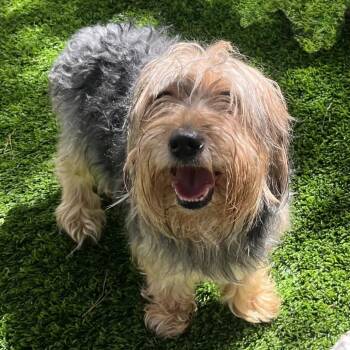 Lorica -  Yorkshire Terrier and Maltese Dog Available for Adoption in Las Vegas, Nevada - Lorica | PetCurious