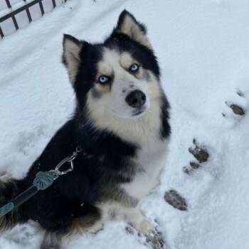 Brave -  Husky and Border Collie Dog for Adoption in Newark, New Jersey - Brave | PetCurious