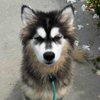 Rescue Husky Dogs for Adoption in Newport Beach, California - Tazi | PetCurious