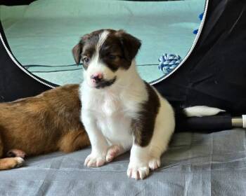 Robin (Stranger Things Litter) -  Border Collie and Australian Cattle Dog Blue Heeler Dog for Adoption in Corsicana, Texas - Robin (Stranger Things Litter) | PetCurious