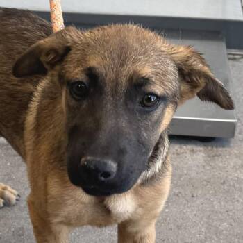 Mixed Breed Dogs Available for Adoption in Parker, Colorado - 601 (2026) Prim | PetCurious