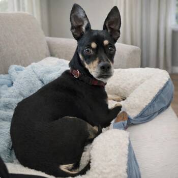 Rolo -  Chihuahua and Miniature Pinscher Dog for Adoption in Hemet, California - Rolo | PetCurious