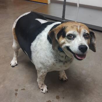 Beagle Dogs Available for Adoption in Ottawa, Kansas - Sassy | PetCurious