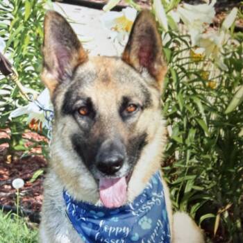 Romeo -  German Shepherd Dog Dog for Adoption in Hutchinson, Kansas - Romeo | PetCurious