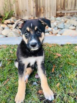 Frizzy Izzy -  German Shepherd Dog and Cattle Dog Dog for Adoption in Pleasant Hill, California - Frizzy Izzy | PetCurious
