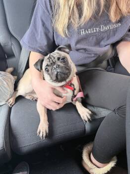 Zeus -  Pug Dog for Adoption in Stephens City, Virginia - Zeus | PetCurious
