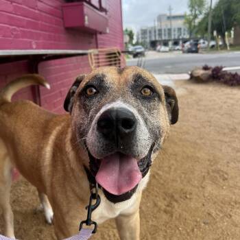 Labrador Retriever and Black Mouth Cur Dogs Available for Adoption - Teddy | PetCurious