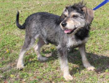 Terrier Dogs Available for Adoption - WD (Winn Dixie) 43176 | PetCurious