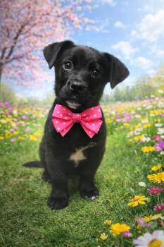 Golden Retriever Dogs Available for Adoption in Loveland, Ohio - Griffey | PetCurious