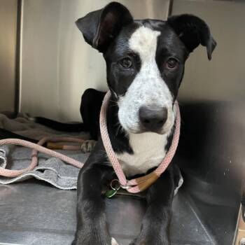 Maisie -  Pointer and Mixed Breed Dog for Adoption in Pasadena, California - Maisie | PetCurious