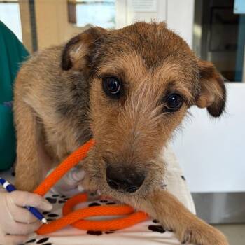 Athos -  Wirehaired Terrier and Mixed Breed Dog for Adoption in Nashville, Tennessee - Athos | PetCurious