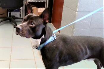 Mixed Breed Dogs Available for Adoption - Halbert | PetCurious