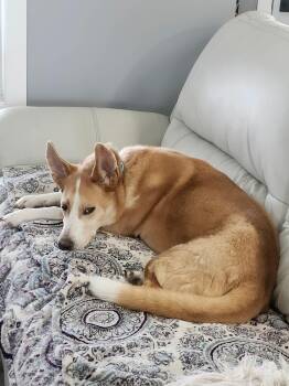 Charlotte -  Husky Dog for Adoption in Didsbury, Alberta - Charlotte | PetCurious