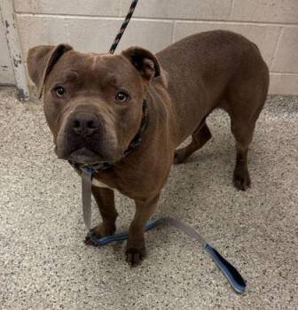 Pit Bull Terrier and Mixed Breed Dogs Available for Adoption in Kansas City, Missouri - Columbo | PetCurious