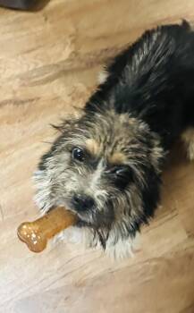 Rescue Miniature Schnauzer and Yorkshire Terrier Dogs for Adoption in Watertown, Connecticut - Toto | PetCurious