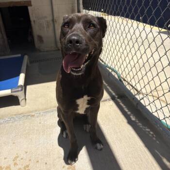 Mixed Breed Dogs Available for Adoption in Middleburg, Florida - Sugarplum 28538 | PetCurious