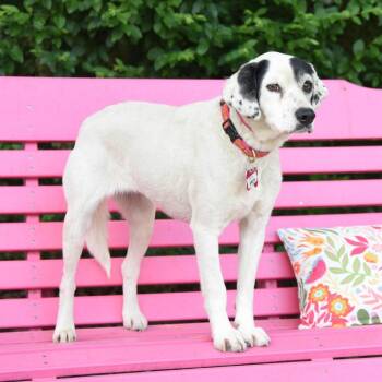 Hound Dogs Available for Adoption in Wake Forest, North Carolina - Speck | PetCurious