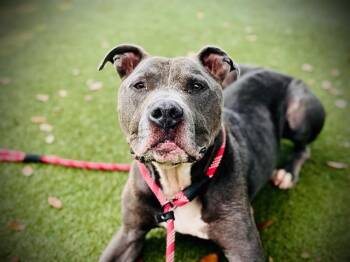 PICKLES -  Pit Bull Terrier Dog for Adoption in Orlando, Florida - PICKLES | PetCurious