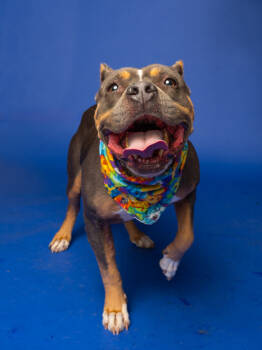 Rescue Mixed Breed Dogs for Adoption in Atlanta, Georgia - Milan | PetCurious