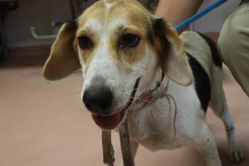 SOCKS -  Mixed Breed Dog for Adoption in Columbia, South Carolina - SOCKS | PetCurious