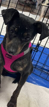 Rescue Dachshund Dogs for Adoption in Aurora, Colorado - Alex | PetCurious