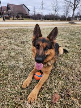 German Shepherd Dog Dogs Available for Adoption in Chicago, Illinois - Mox  | PetCurious