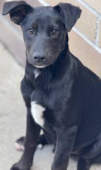 Rescue Cattle Dog and Retriever Dogs for Adoption in Fort Lupton, Colorado - Nosk | PetCurious