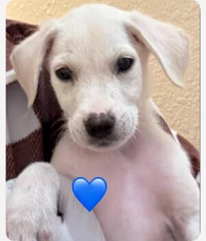 Rescue Retriever and Mixed Breed Dogs for Adoption in Rockville, Maryland - Nugget | PetCurious