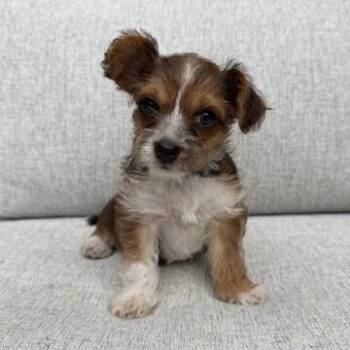 Border Terrier Dogs Available for Adoption - Bam-Bam (blue Collar) | PetCurious