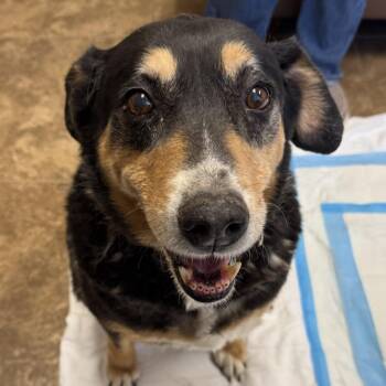 Angel -  Shepherd and Mixed Breed Dog for Adoption in Kanab, Utah - Angel | PetCurious