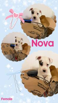 Nova -  Pit Bull Terrier Dog for Adoption in Eugene, Oregon - Nova | PetCurious