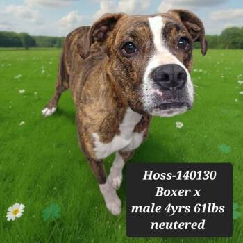 Boxer Dogs Available for Adoption - Hoss | PetCurious