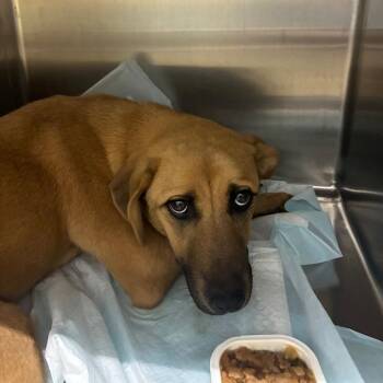 Sandy -  Mixed Breed Dog for Adoption in Corbin, Kentucky - Sandy | PetCurious