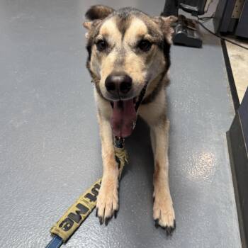 Wylie CM 8/19 -  Husky Dog for Adoption - Wylie CM 8/19 | PetCurious