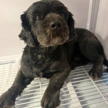 Shiloh -  Shih Tzu and Poodle Dog for Adoption in Baton Rouge, Louisiana - Shiloh | PetCurious