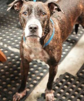 Cuddles -  Mountain Cur and Mixed Breed Dog for Adoption in Bowling Green, Kentucky - Cuddles | PetCurious