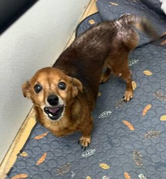 Auggy -  Dachshund and Terrier Dog for Adoption in Manchester, Tennessee - Auggy | PetCurious