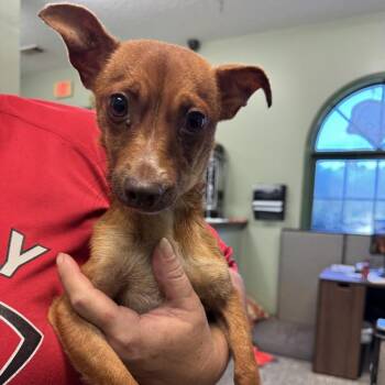 Nacho -  Chihuahua Dog for Adoption in Lagrange, Georgia - Nacho | PetCurious