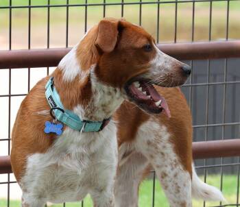 Buckley -  Australian Cattle Dog Blue Heeler Dog for Adoption in Fort Worth, Texas - Buckley | PetCurious