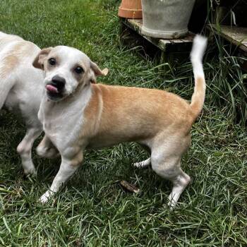 Twiggy -  Mixed Breed Dog for Adoption in Danville, Vermont - Twiggy | PetCurious